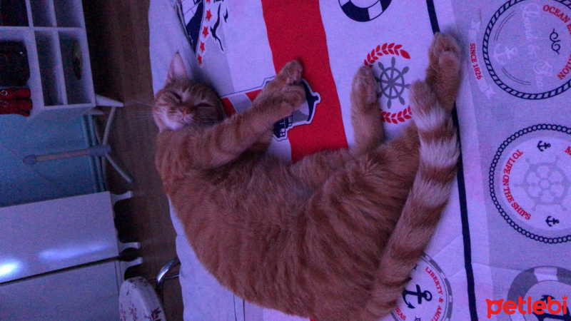 Tekir Kedi, Kedi  Elga fotoğrafı