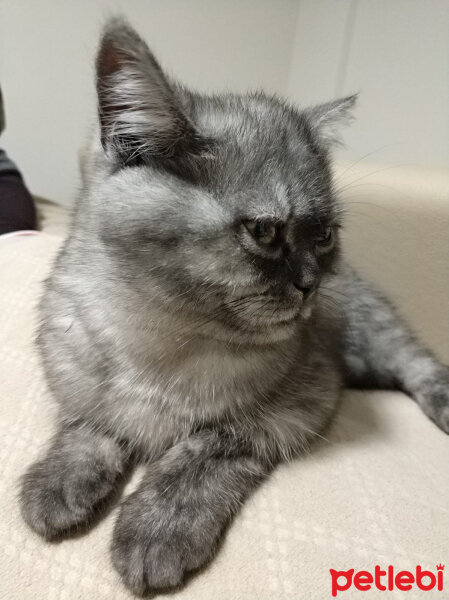 British Shorthair, Kedi  Şila fotoğrafı