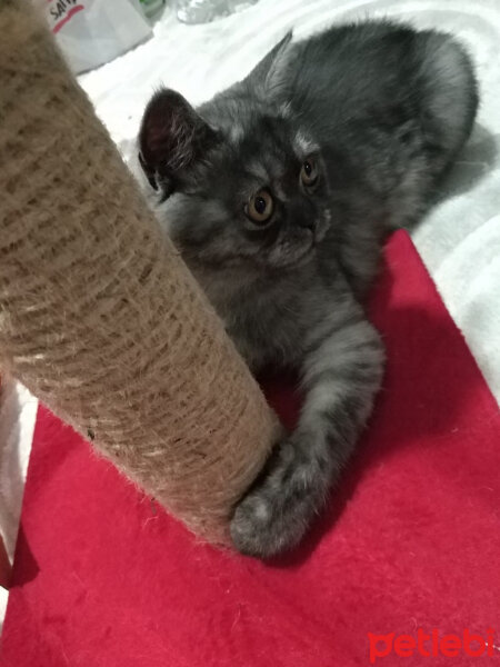 British Shorthair, Kedi  Şila fotoğrafı