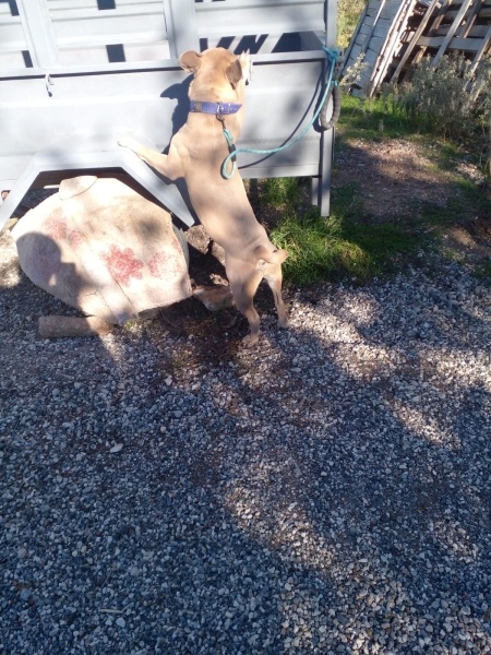 Fransız Bulldog, Köpek  Ciko fotoğrafı