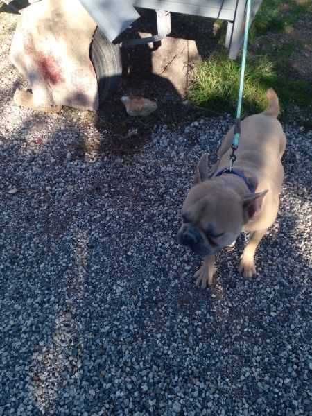 Fransız Bulldog, Köpek  Ciko fotoğrafı