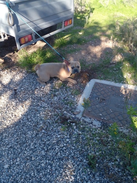 Fransız Bulldog, Köpek  Ciko fotoğrafı