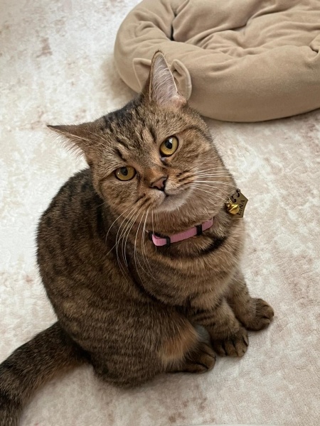 Scottish Fold, Kedi  Lina Scottish Fold tekir kırması fotoğrafı