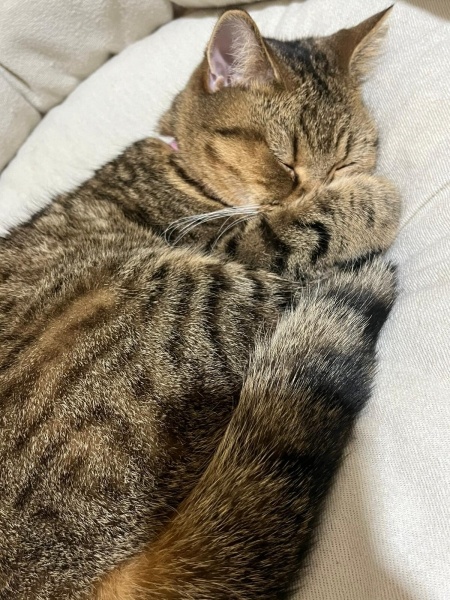 Scottish Fold, Kedi  Lina Scottish Fold tekir kırması fotoğrafı