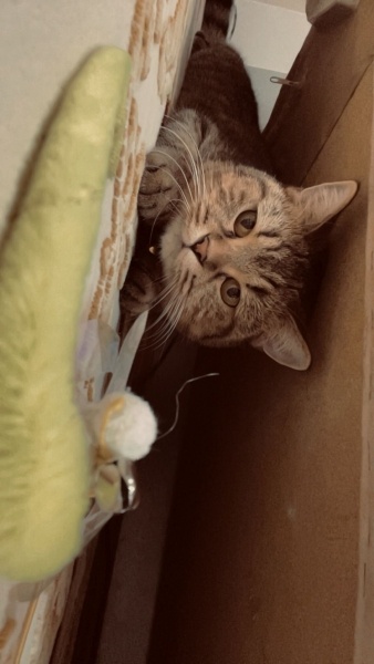 Scottish Fold, Kedi  Lina Scottish Fold tekir kırması fotoğrafı