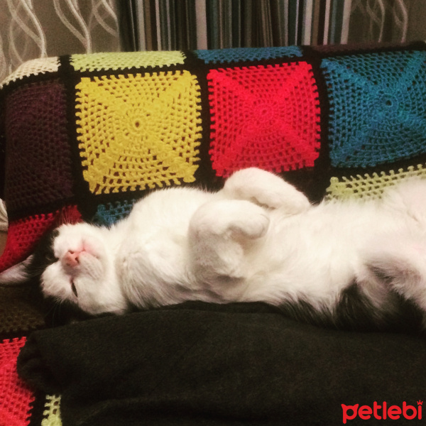 Tekir Kedi, Kedi  Maske fotoğrafı