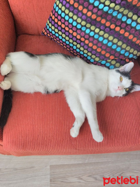 Tekir Kedi, Kedi  Maske fotoğrafı