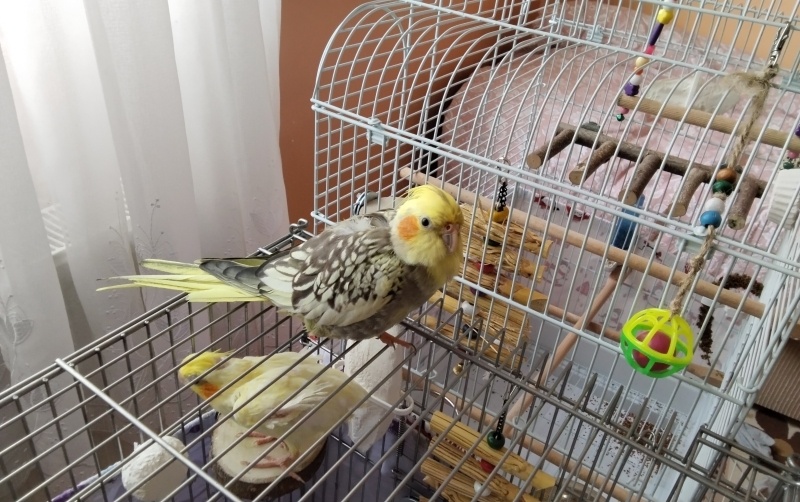 Kokatiyel ve Paraket, Kuş  Kaptan fotoğrafı