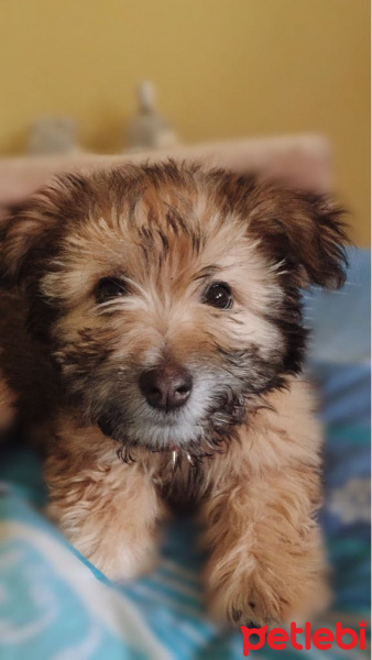 Maltese, Köpek  Mia fotoğrafı