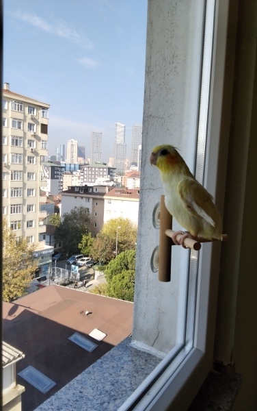 Kokatiyel ve Paraket, Kuş  Muni fotoğrafı