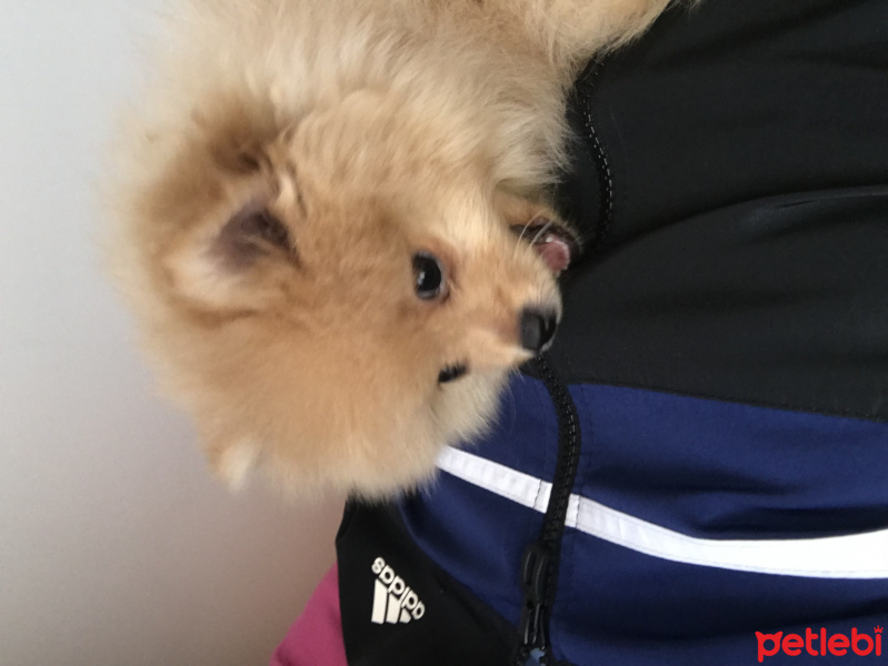 Pomeranyalı, Köpek  Bıcıroo fotoğrafı