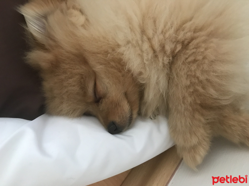 Pomeranyalı, Köpek  Bıcıroo fotoğrafı