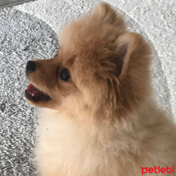 Pomeranyalı, Köpek  Bıcıroo fotoğrafı