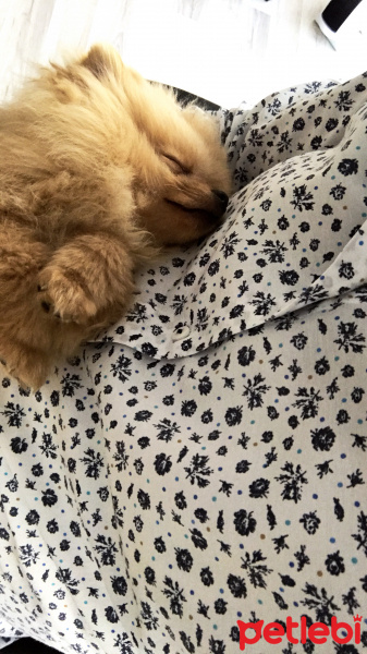 Pomeranyalı, Köpek  Bıcıroo fotoğrafı