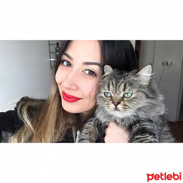British Shorthair, Kedi  HOLLY fotoğrafı