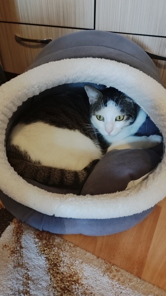 Tekir Kedi, Kedi  Can fotoğrafı