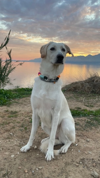 Akbaş, Köpek  Gina fotoğrafı