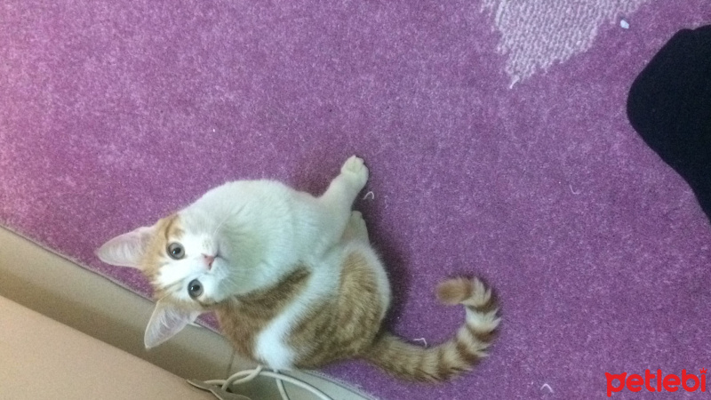 Tekir Kedi, Kedi  Sarı Buğday fotoğrafı