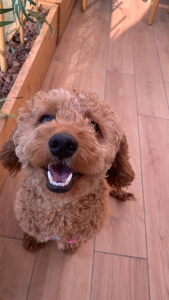 Poodle(Standart Kaniş), Köpek  Puka fotoğrafı