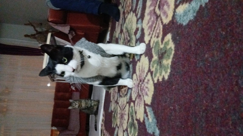 Tekir Kedi, Kedi  Boncuk fotoğrafı