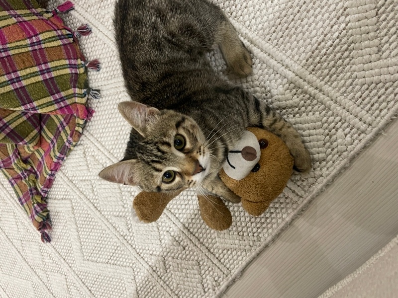 Tekir Kedi, Kedi  Kül fotoğrafı