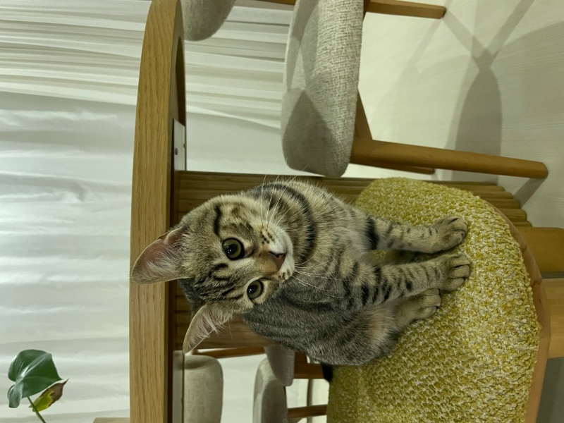 Tekir Kedi, Kedi  Kül fotoğrafı