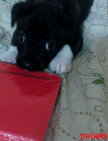 Labrador Retriever, Köpek  Gölge  fotoğrafı