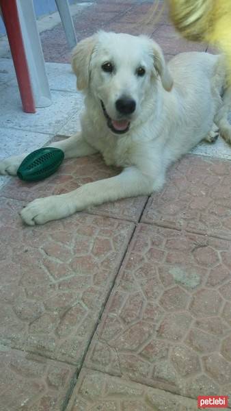 Golden Retriever, Köpek  golden- fotoğrafı