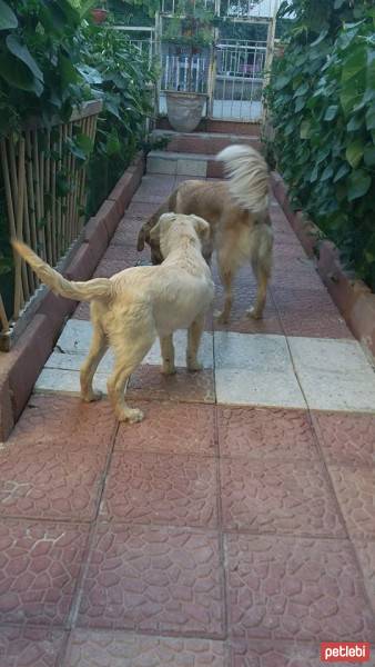 Golden Retriever, Köpek  golden- fotoğrafı