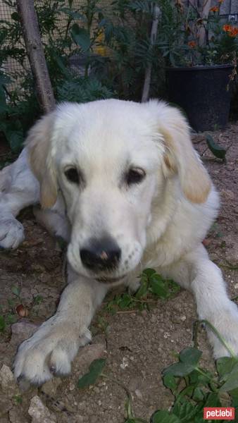 Golden Retriever, Köpek  golden- fotoğrafı