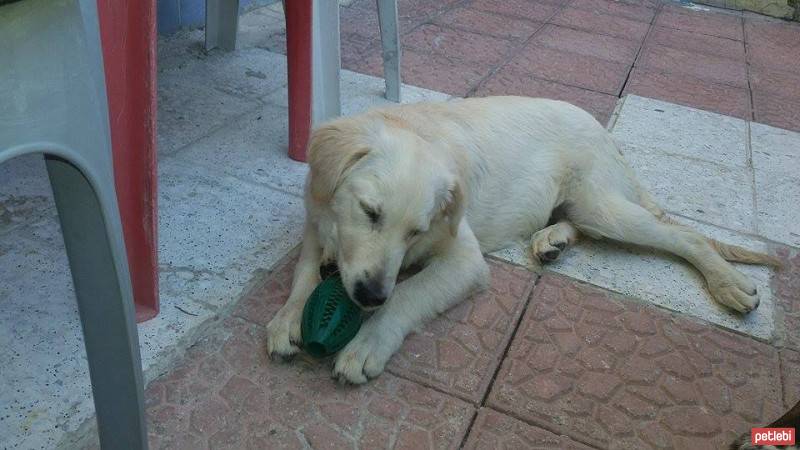 Golden Retriever, Köpek  golden- fotoğrafı