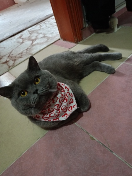 British Shorthair, Kedi  Duman fotoğrafı