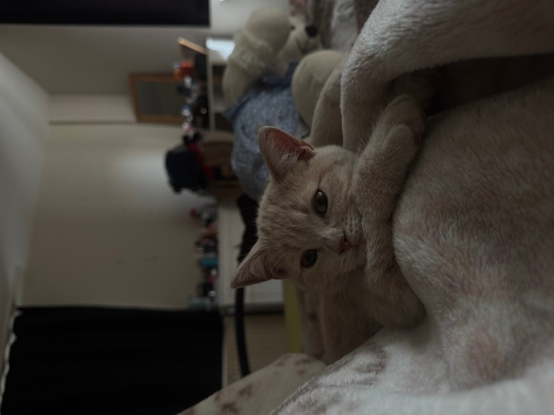British Longhair, Kedi  Latte fotoğrafı