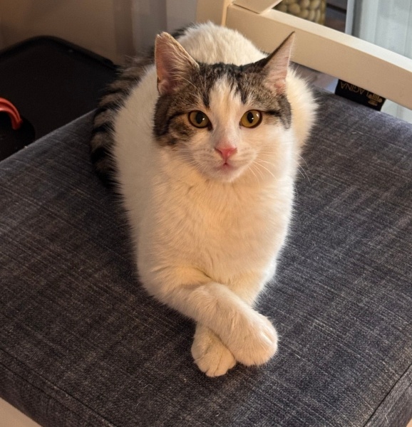 Tekir Kedi, Kedi  Pofi fotoğrafı