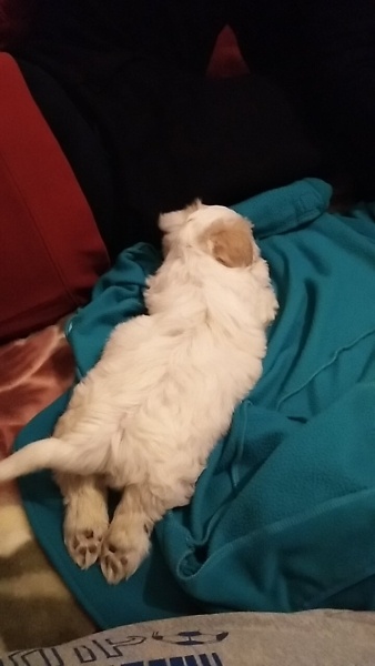 Maltese, Köpek  Çarşı fotoğrafı