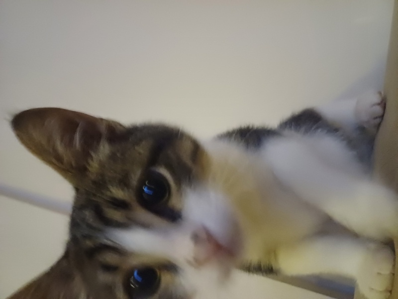 Tekir Kedi, Kedi  Zeus fotoğrafı