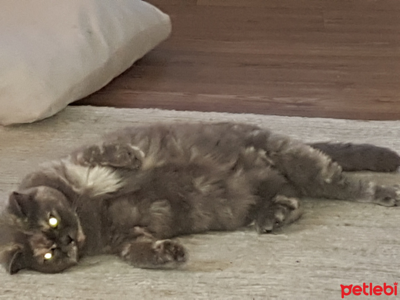 Brazilian Shorthair, Kedi  Sofi  fotoğrafı