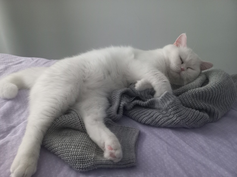 British Shorthair, Kedi  Yumak fotoğrafı