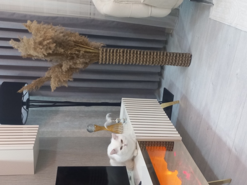 British Shorthair, Kedi  Yumak fotoğrafı