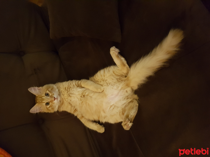 Sibirya Kedisi, Kedi  Badem fotoğrafı