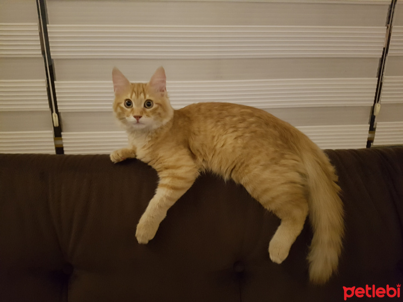 Sibirya Kedisi, Kedi  Badem fotoğrafı