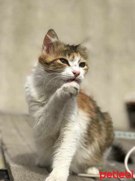 Tekir Kedi, Kedi  Minnoş fotoğrafı