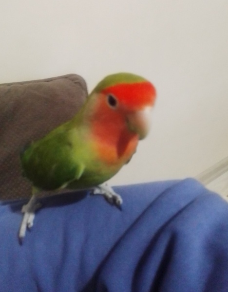 Papağan, Kuş  Yaprak fotoğrafı