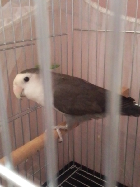 Papağan, Kuş  Yaprak fotoğrafı