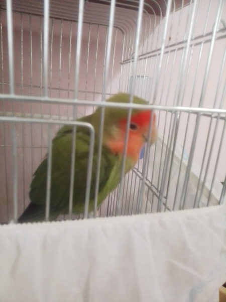 Papağan, Kuş  Yaprak fotoğrafı