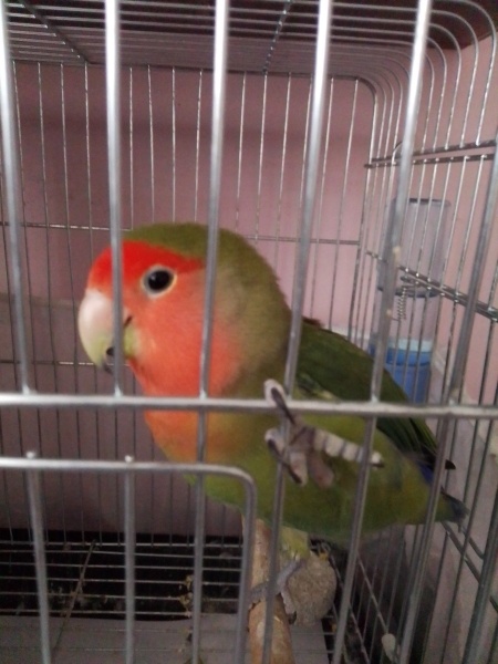 Papağan, Kuş  Yaprak fotoğrafı