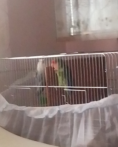 Papağan, Kuş  Yaprak fotoğrafı