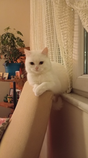 British Shorthair, Kedi  Karsu fotoğrafı