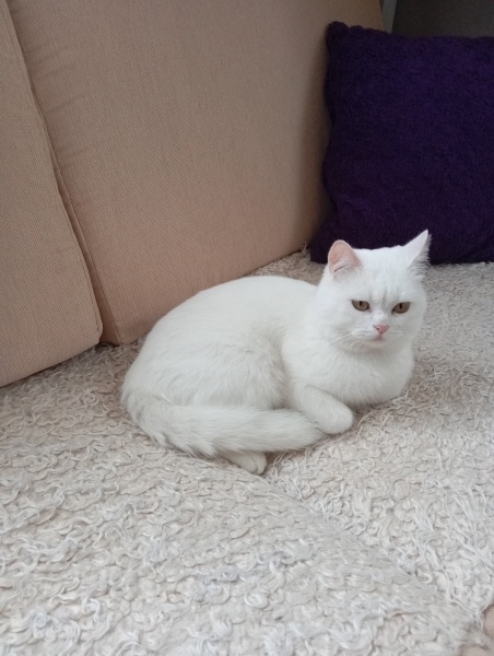 British Shorthair, Kedi  Karsu fotoğrafı