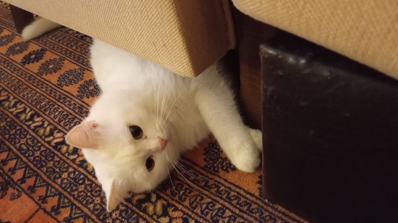 British Shorthair, Kedi  Karsu fotoğrafı